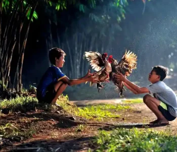 Rahasia di Balik Populernya Sabung Ayam Online: Tren Baru di Dunia Digital